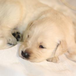 Golden Retriever Puppies from UnrivaledGoldens