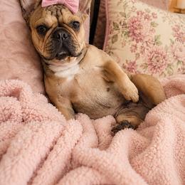 Lexie - French Bulldog