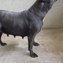American Bullies from Bruda’s Kennel