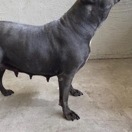 American Bullies from Bruda’s Kennel