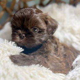 Tiny Chocolate Liver Male - Liver male Shih Tzu puppy in Mendenhall, Mississippi from Hollingsworth Shih Tzus