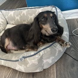 Mali - Dachshund