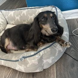 Mali - Dachshund