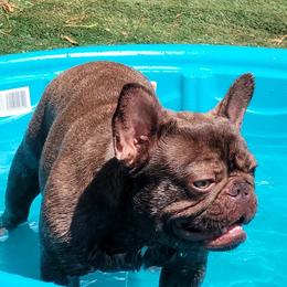Hassan - French Bulldog