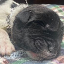 Kayleigh Silver Girl - Newfoundland puppy from Latin of Course Newfoundlands