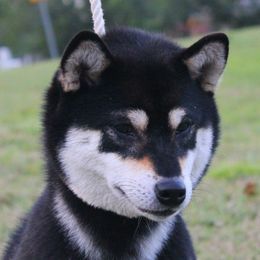 Shiba Inu All Grown Up from Boomlay Shiba