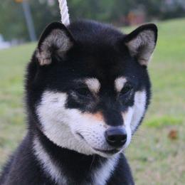 Shiba Inu All Grown Up from Boomlay Shiba