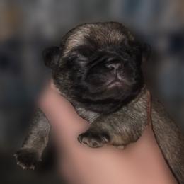 Waffle - Fawn male Pug puppy in Cincinnati, Ohio from Pugs513