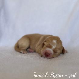 Cove - Caramel female Australian Labradoodle puppy in Belding, Michigan from Rutu Australian Labradoodles