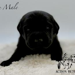 Blue - Black male Labrador Retriever puppy in San Diego County, California from Travis’ Chocolate Labradors