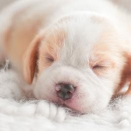 Fritter - Red and white male Beagle puppy in Caldwell, Ohio from Folklore Kennel
