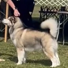 Alaskan Malamute puppies from Edgend Alaskan Malamutes