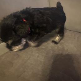 M M - Black and silver male Miniature Schnauzer puppy in Lubbock, Texas from Schnazzy Schnauzers