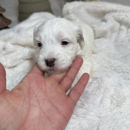 Black Collar - Grey and white male Bernedoodle puppy in Indiahoma, Oklahoma from Farm Fresh Doodles