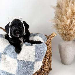 The Midnight Society's Moon - Black female Goldendoodle puppy in Russell Springs, Kentucky from Milk & Honey Doodles