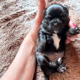 AKC boy 2 - Black and tan female Chihuahua puppy in Anoka, Minnesota from Anoka County MN AKC Chihuahuas
