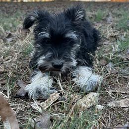 Black and Silver Female - Black and silver female Miniature Schnauzer puppy in Clover, South Carolina from Bobo’s Babies Kennels