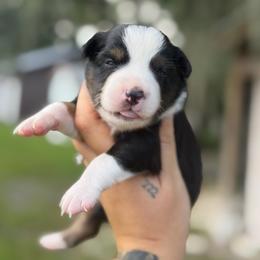 Windy ASDR - Black tri female Toy Australian Shepherd puppy in Polk City, Florida from Skaky Shepherds