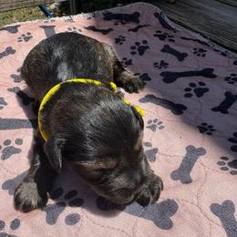 AKC VP yellow - Salt and pepper male Miniature Schnauzer puppy in Benson, North Carolina from A Bundle of Love