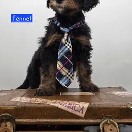 Bernedoodle and Goldendoodle Puppies from Granton Creek