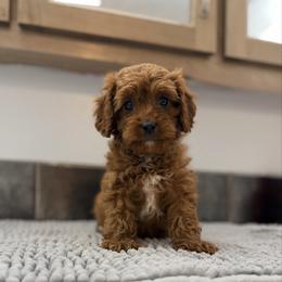 Cupcake-yellow - Red female Cavapoo puppy in Tolono, Illinois from The Golden Rule Doodles