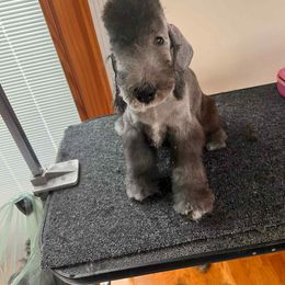 Male 1 - Blue male Bedlington Terrier puppy in Staten Island, New York from Arkada Sirene Kennel