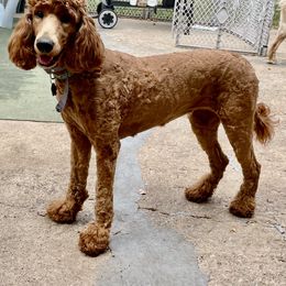 Koko - Poodle