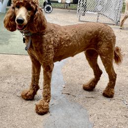 Koko - Poodle
