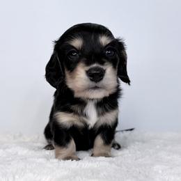 Phantom charm - Black and cream male Dachshund puppy in Sacramento, California from HEFFERNAN HOUNDS