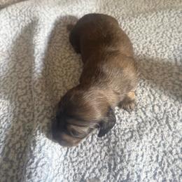 Sugar - Cream female Dachshund puppy in Lakecreek, Oregon from Forever Doxie