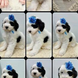 Bernedoodle, Bernese Mountain Dog, and Poodle Puppies from Bubbling Springs Doodles, LLC