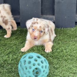 Randy - Red merle male Australian Shepherd puppy in Oak Hill, Florida from Swingin T Ranch LLC