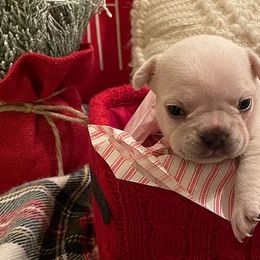 French Bulldogs from Shasta Frenchies