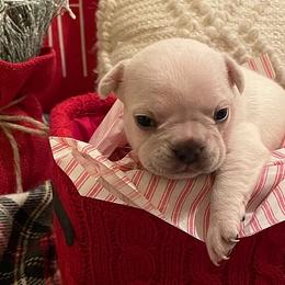 French Bulldogs from Shasta Frenchies