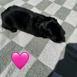 Dachshund Puppies from Rock Bottom Farms