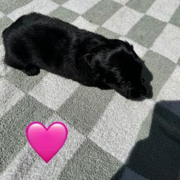 Dachshund Puppies from Rock Bottom Farms