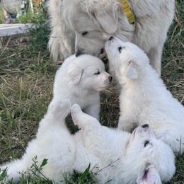 Great Pyrenees from Nicole's Great Pyrenees
