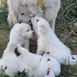 Great Pyrenees from Nicole's Great Pyrenees