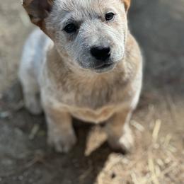 Glacier 2500 - Red mottled male Australian Cattle Dog puppy in Kalispell, Montana from BTR Australian Cattle Dogs