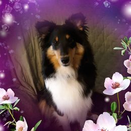 Shetland Sheepdogs from Ceilidh Shelties