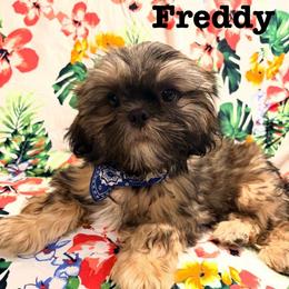 Freddy - Red male Shih Tzu puppy in Hemet, California from Aloha Shih Tzu