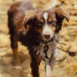 Cozumel - Toy Australian Shepherd