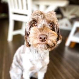 Reese - Goldendoodle