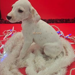 Hickory Hua - White and lemon male Dalmatian puppy in Conrath, Wisconsin from JSF Dalmatians LLC