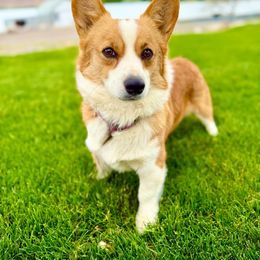 Myrtle - Pembroke Welsh Corgi