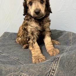 Casanova - Sable male Poodle puppy in Conway, Arkansas from Arkansas River Poodles