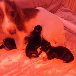 Dachshund Puppies from White River Valley Kennel