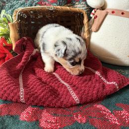 Birdie - Blue merle and white female American Corgi puppy in Lubbock, Texas from Ace High Corgis