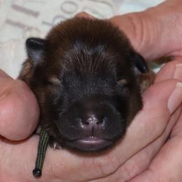 Bambi - Grey Collar - Fawn female Eurasier puppy in Lakewood, Ohio from Exquisite Eurasier