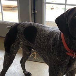 German Shorthaired Pointers from Reesor Farm